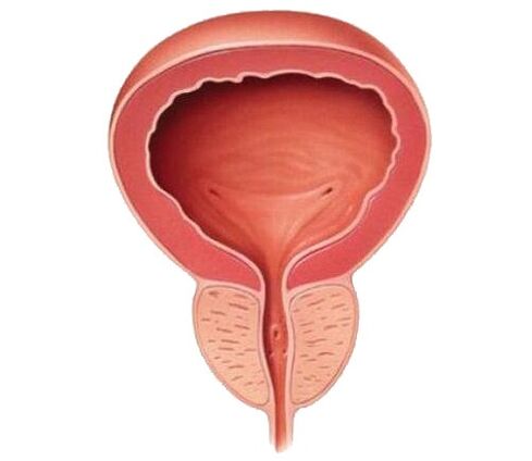 Prostate saine après avoir pris Urosaf